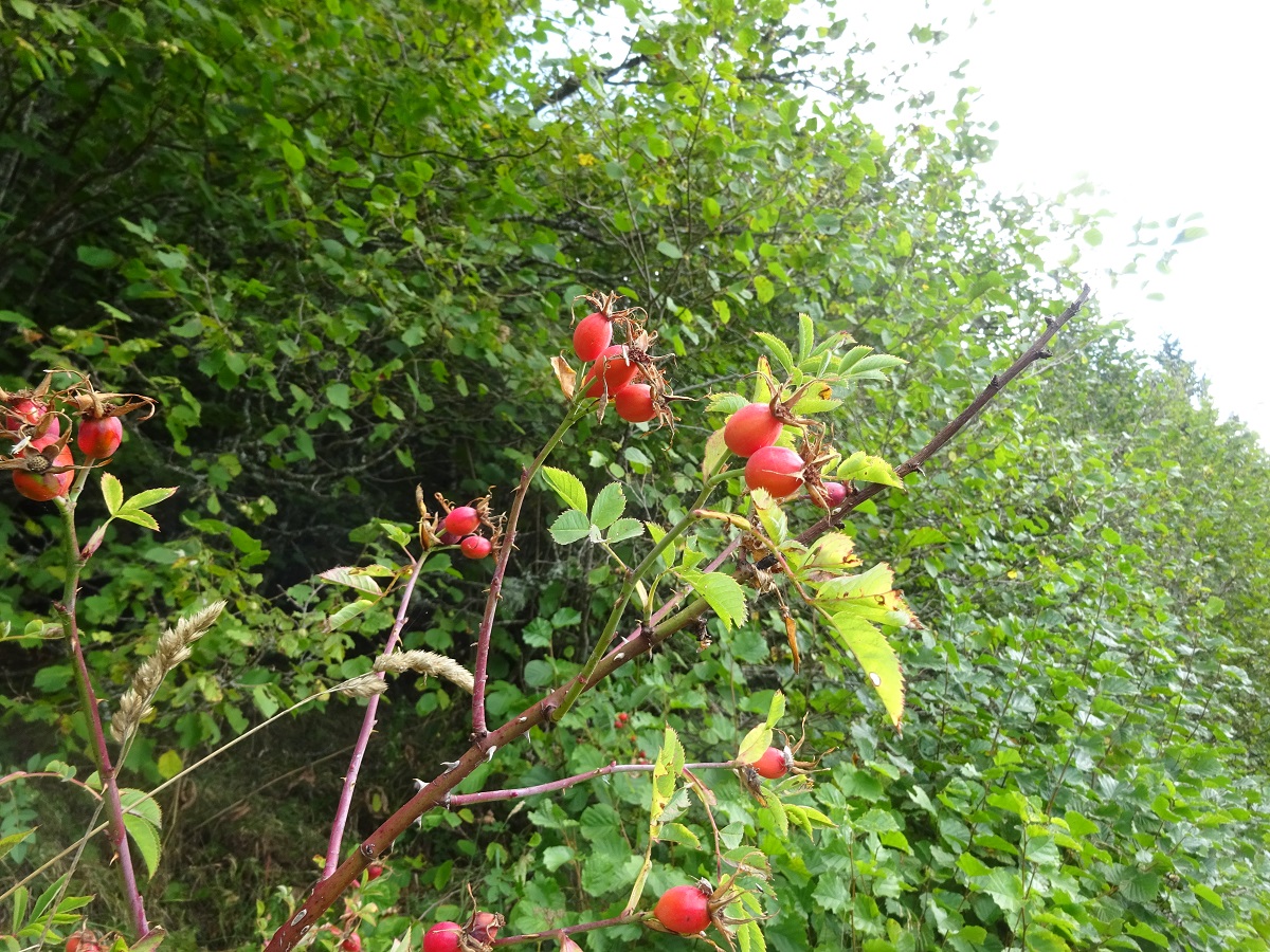 Rosa vosagiaca (Rosaceae)